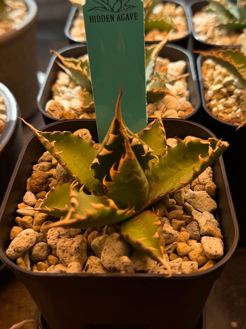 アガベ エボリスピナ× BB hybrid ハイブリッド【発根活着済】③