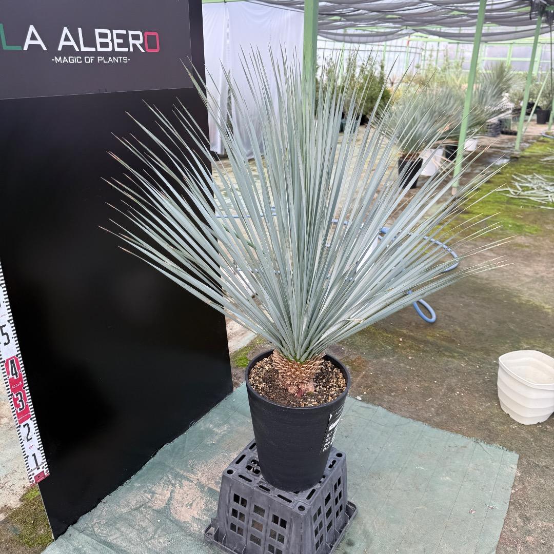 【AL1149】ユッカ　ロストラータ　ランチョブルー　数量限定