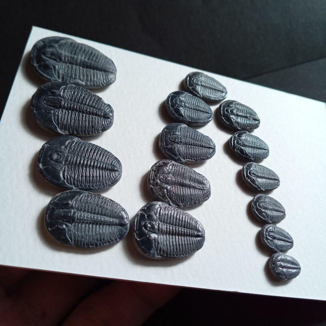 化石標本　三葉虫　エルラシア 完全体　15体