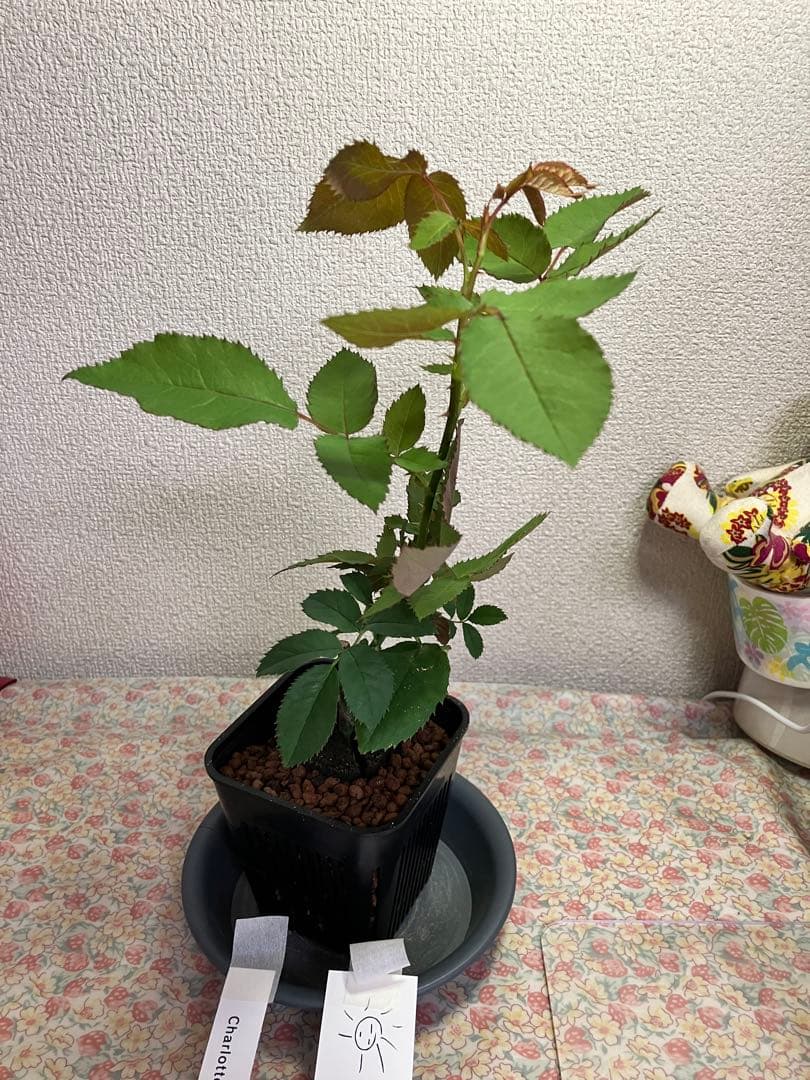 バラ苗　和バラ　正規品