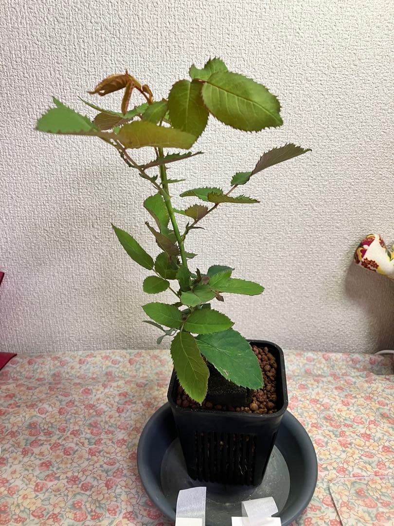 バラ苗　和バラ　正規品