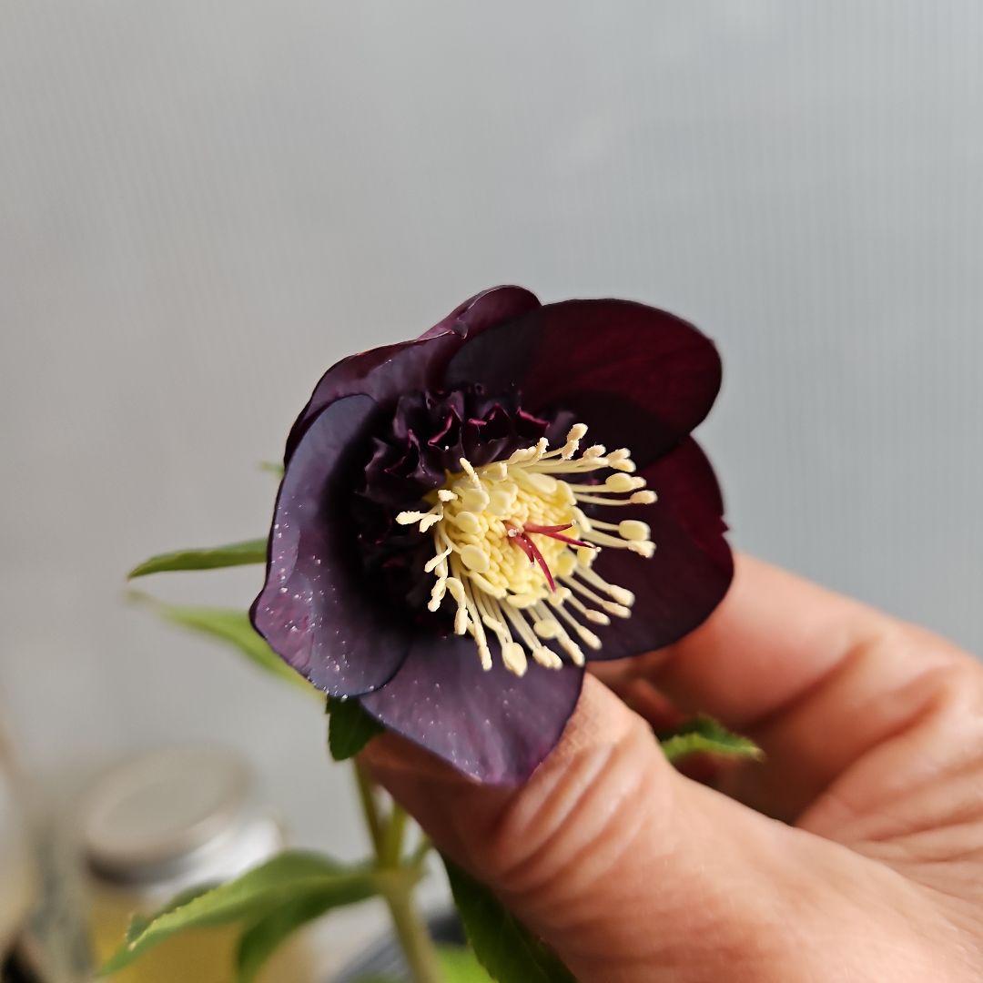 チョラコ☆様ご購入苗㉖-487クリスマスローズ