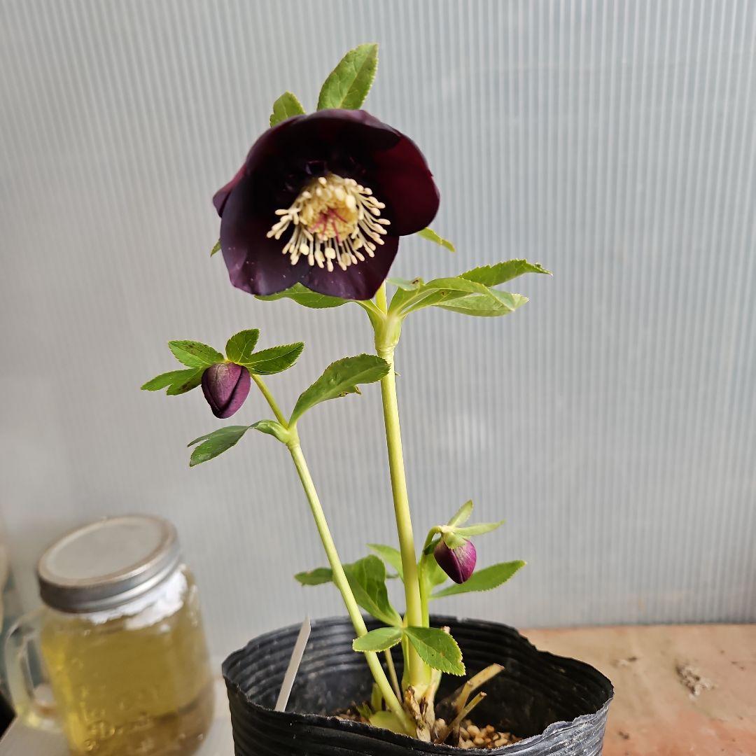 チョラコ☆様ご購入苗㉖-487クリスマスローズ