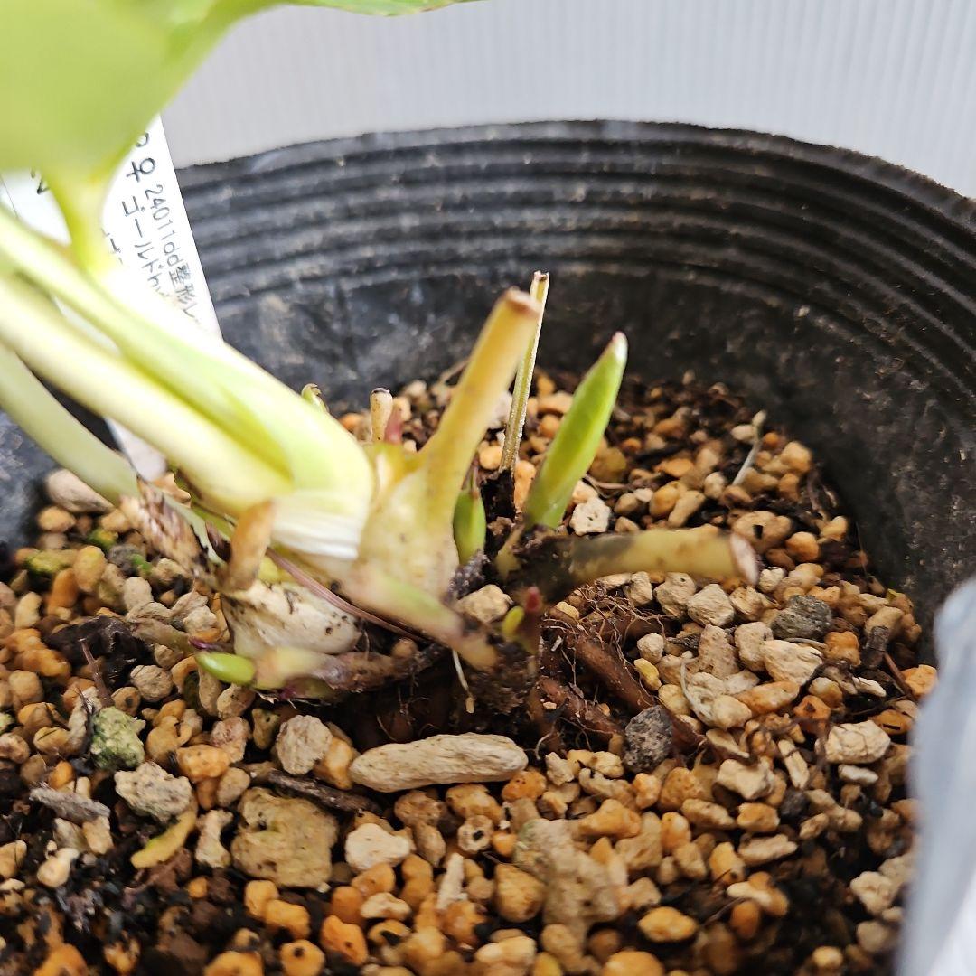 チョラコ☆様ご購入苗㉖-487クリスマスローズ