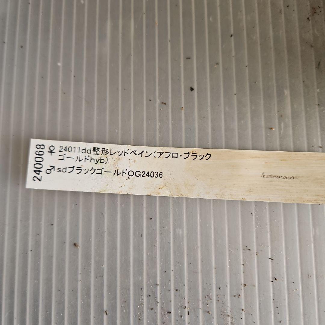 チョラコ☆様ご購入苗㉖-487クリスマスローズ