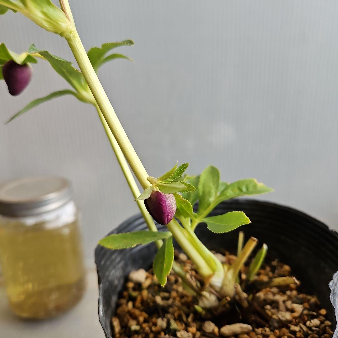 チョラコ☆様ご購入苗㉖-487クリスマスローズ