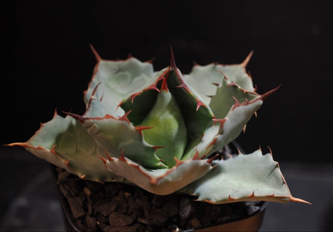 アガベ　hybrid 雷蟹×姫厳竜