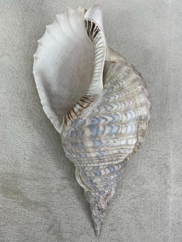 法螺貝 約40cm 837g