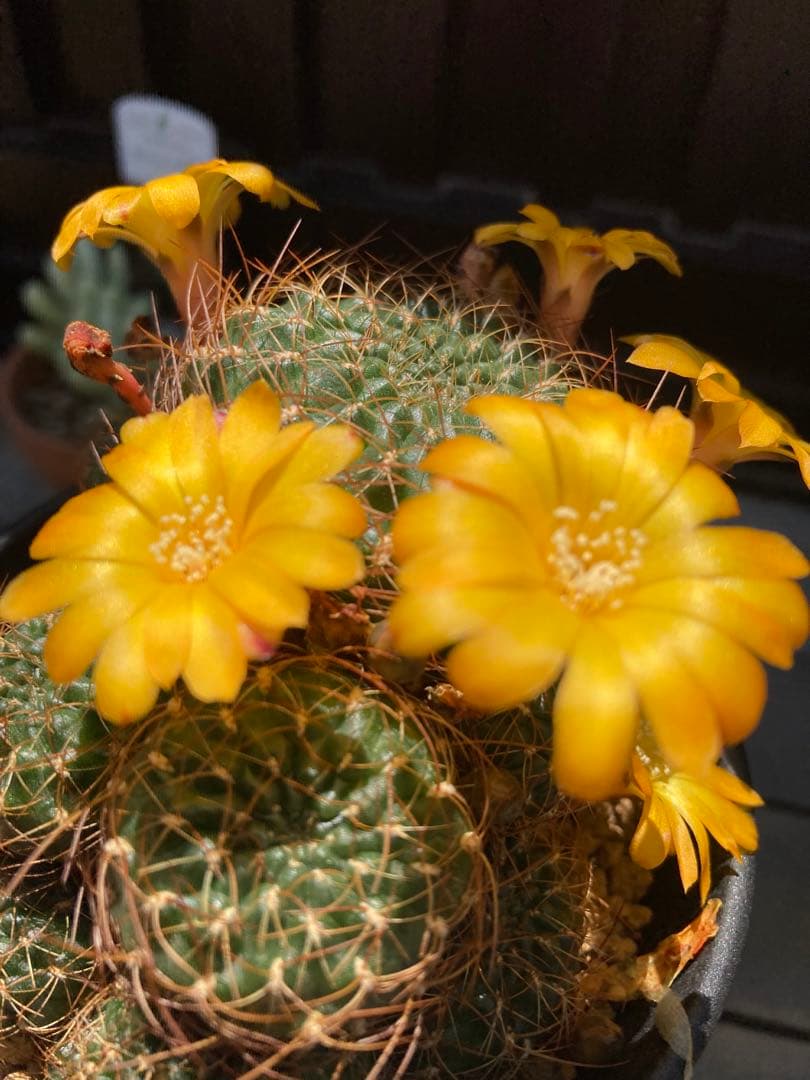 スルコレブチアsp イエロー花♬カキコ2つ