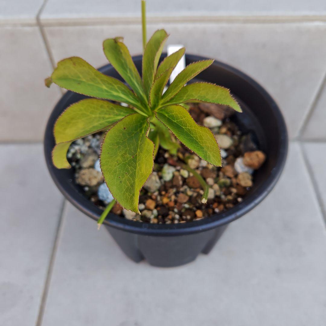 バ*カ様 クリスマスローズ 加藤農園 八咫烏 株分け