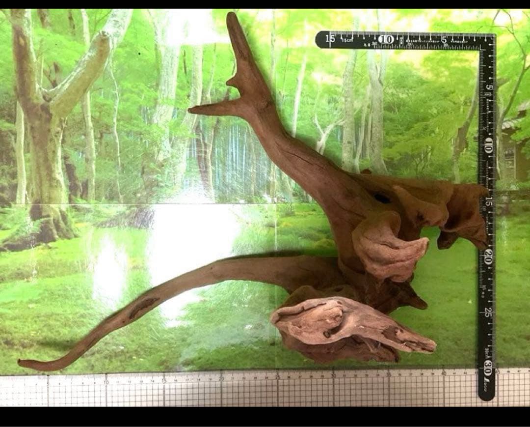 モスキート4点 天然水槽用流木