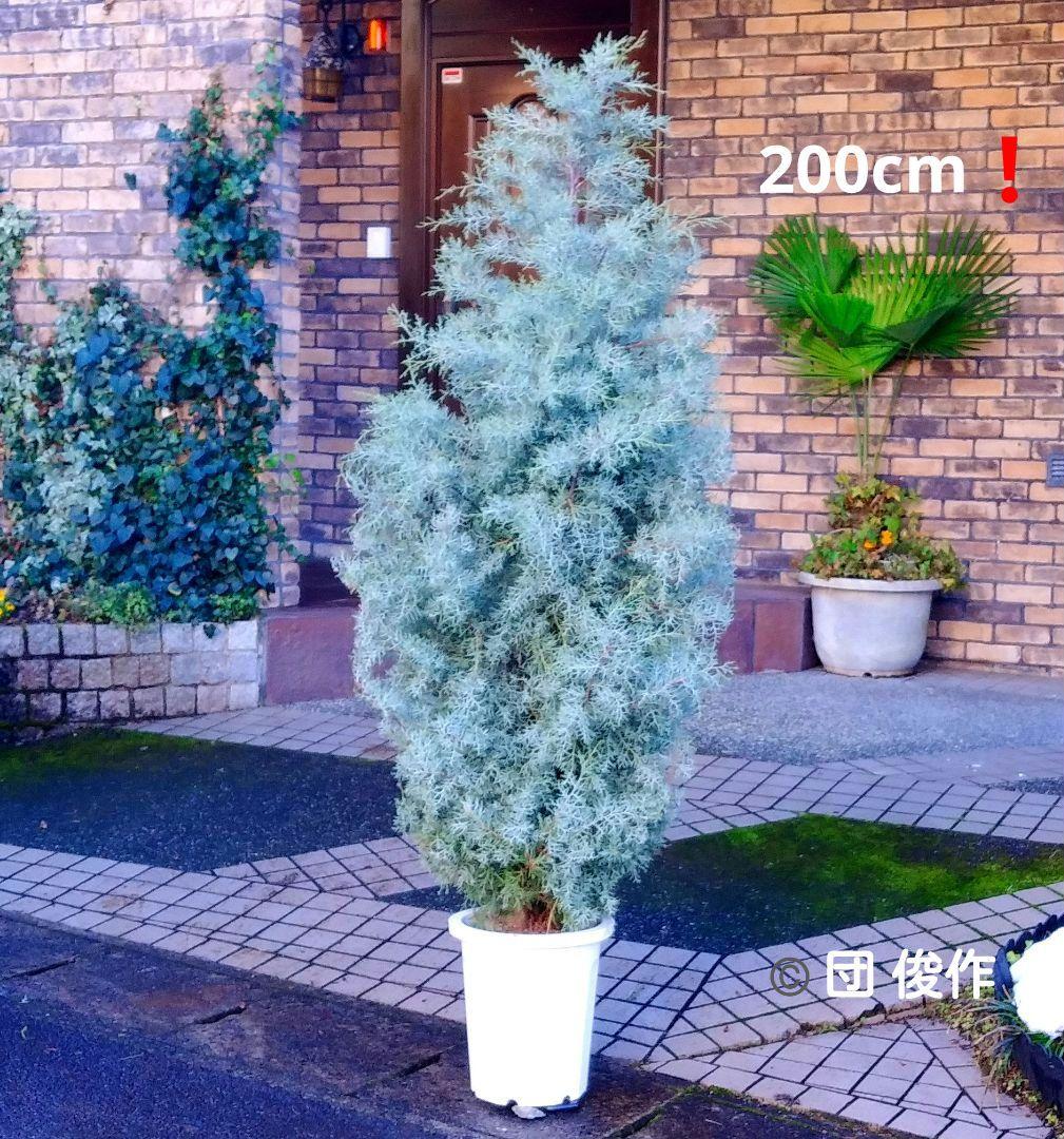 ブルーアイス 苗 200cm❗10号 大型 綺麗な葉色 シルバーブルー 自然樹形