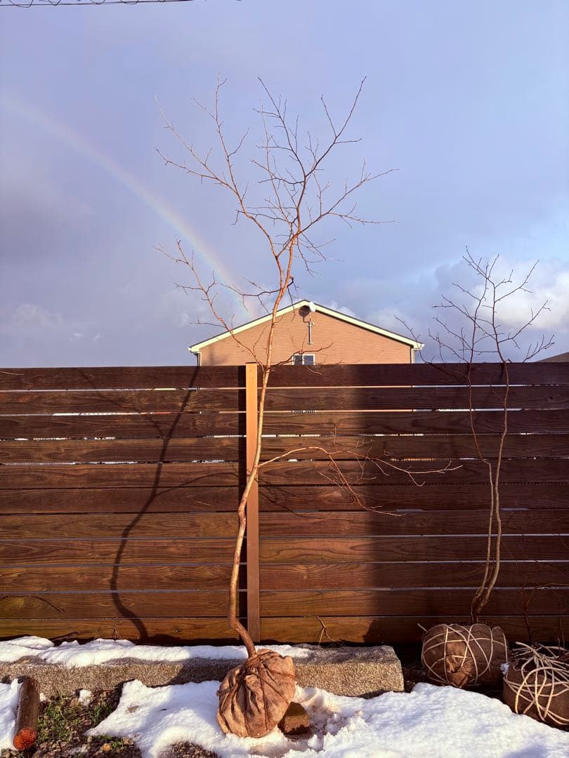 51 天然山採り　サワフタギ