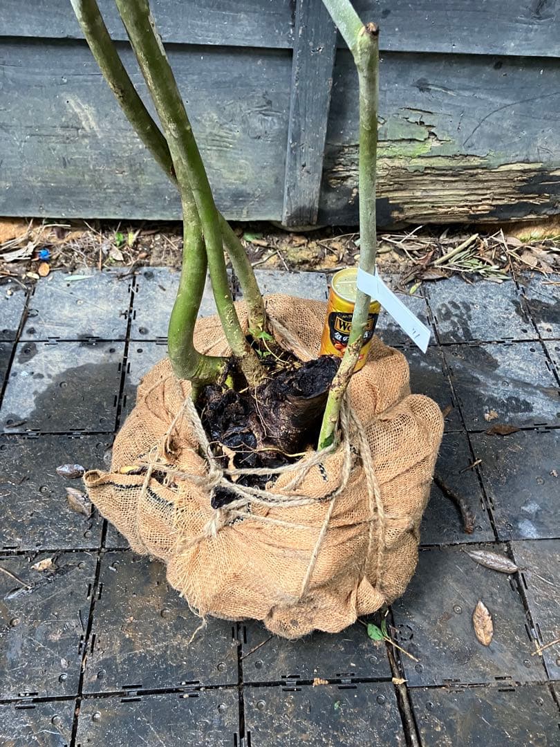 71 山採り　アオダモ