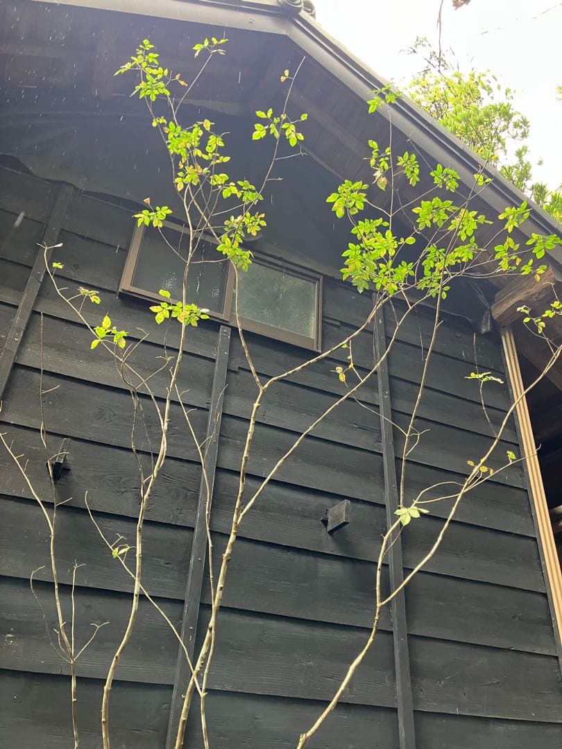 71 山採り　アオダモ