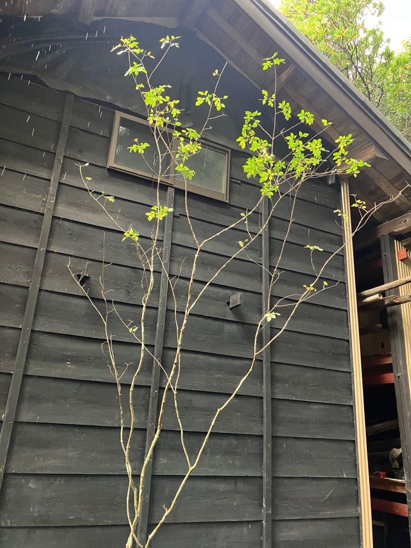 71 山採り　アオダモ