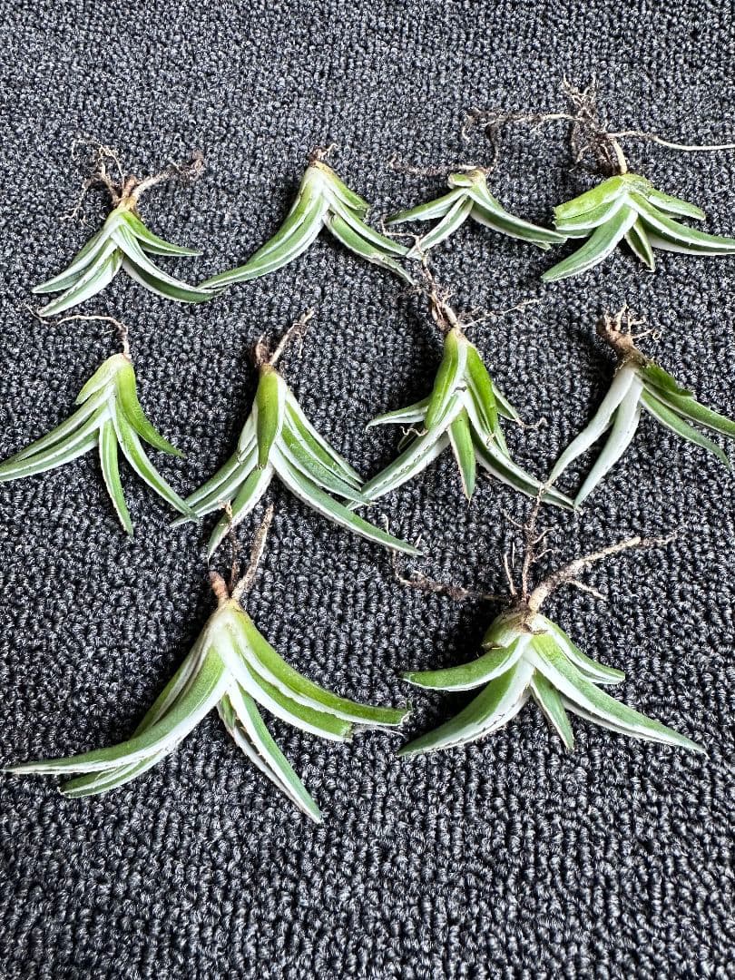 2190アガベ チタノタ 丸叶氷山 子株 10株セット