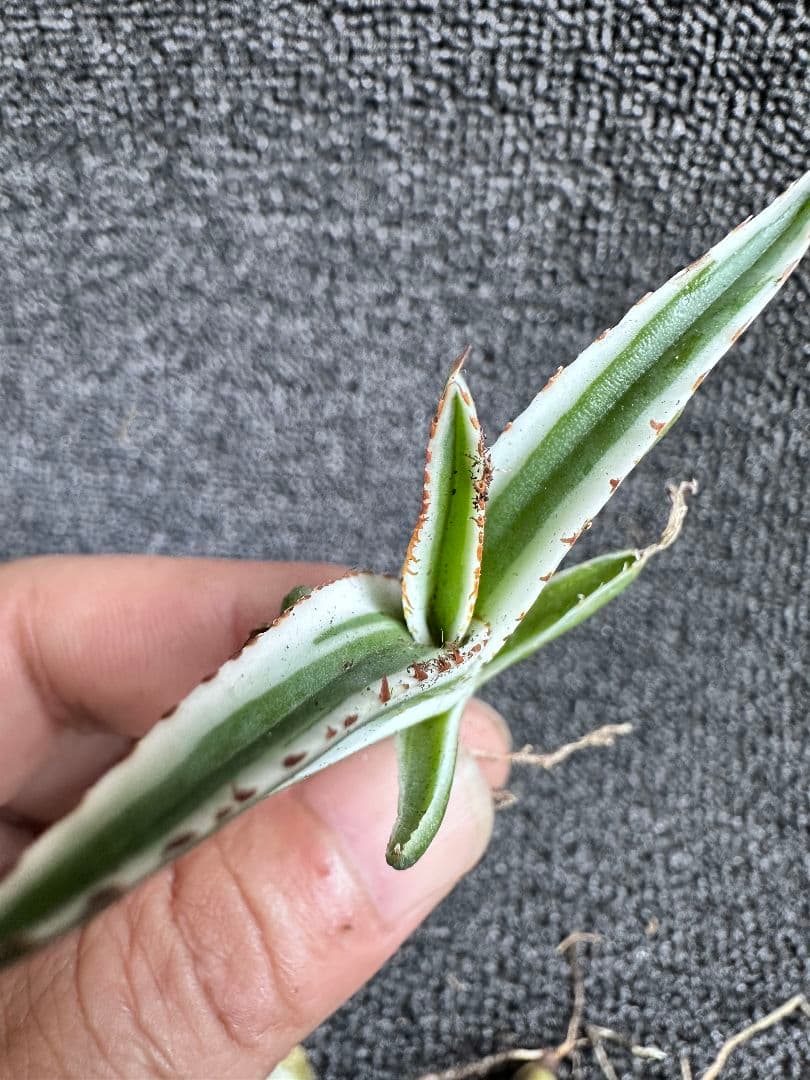 2190アガベ チタノタ 丸叶氷山 子株 10株セット