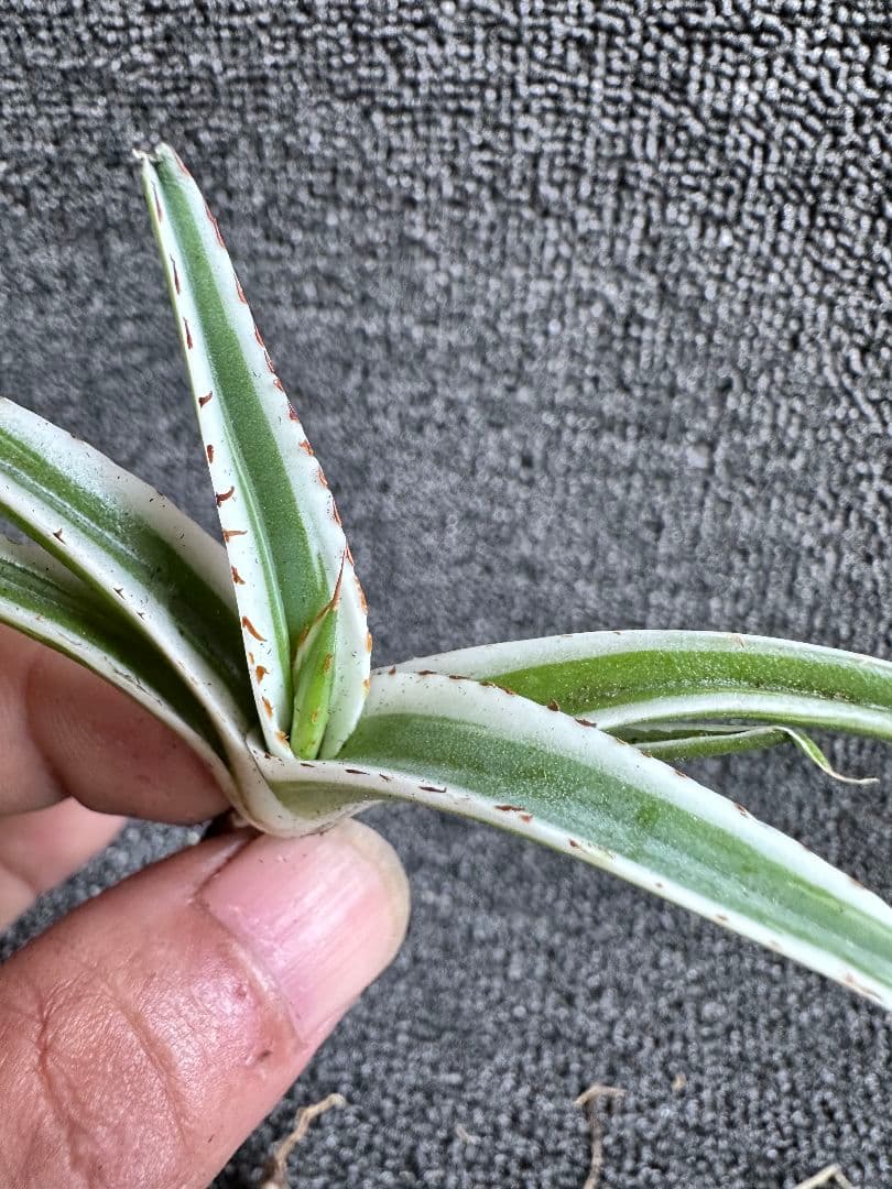 2190アガベ チタノタ 丸叶氷山 子株 10株セット