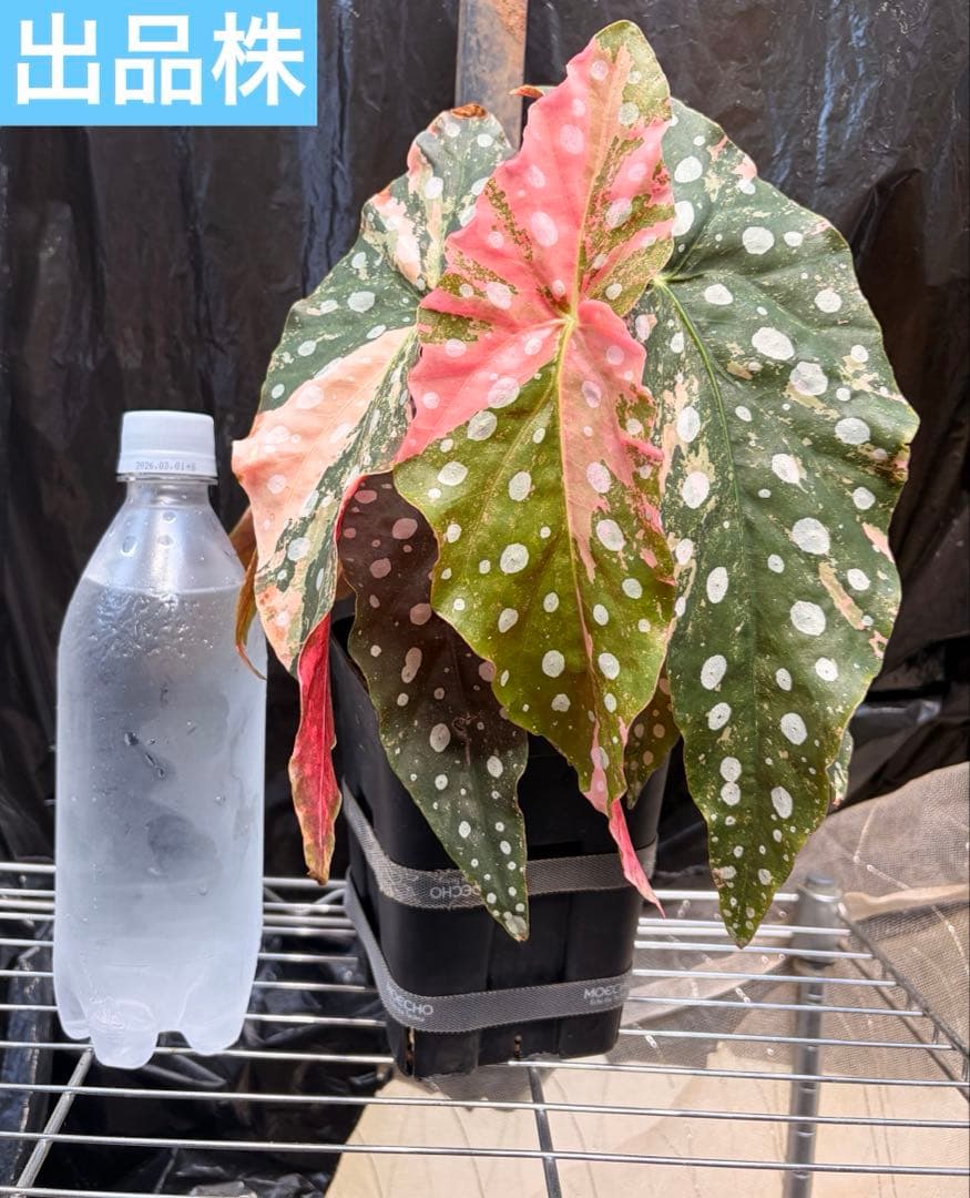 特大株葉数15枚 ベゴニアマクラータ 極上美斑入り