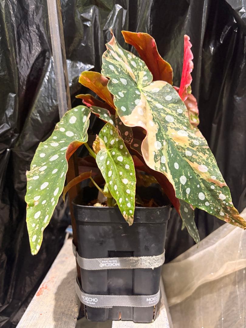 特大株葉数15枚 ベゴニアマクラータ 極上美斑入り