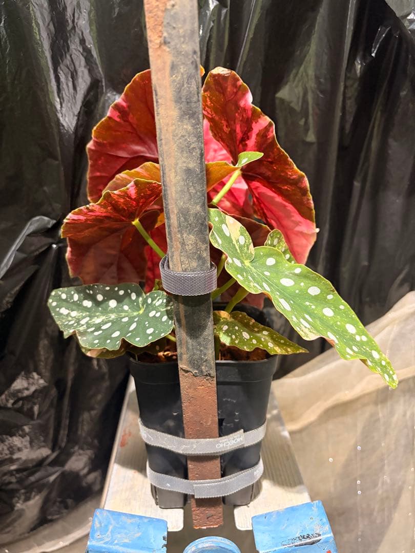 特大株葉数15枚 ベゴニアマクラータ 極上美斑入り