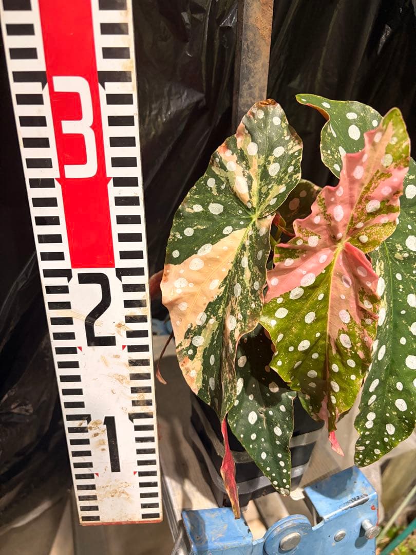 特大株葉数15枚 ベゴニアマクラータ 極上美斑入り