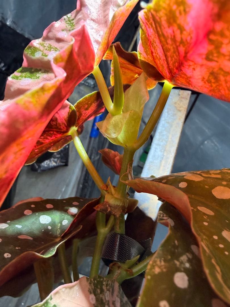 特大株葉数15枚 ベゴニアマクラータ 極上美斑入り