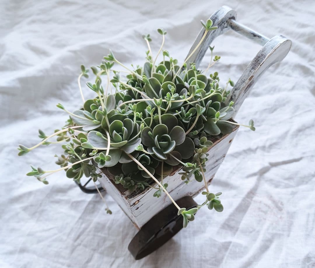 多肉植物 子持ち蓮華 荷車入り