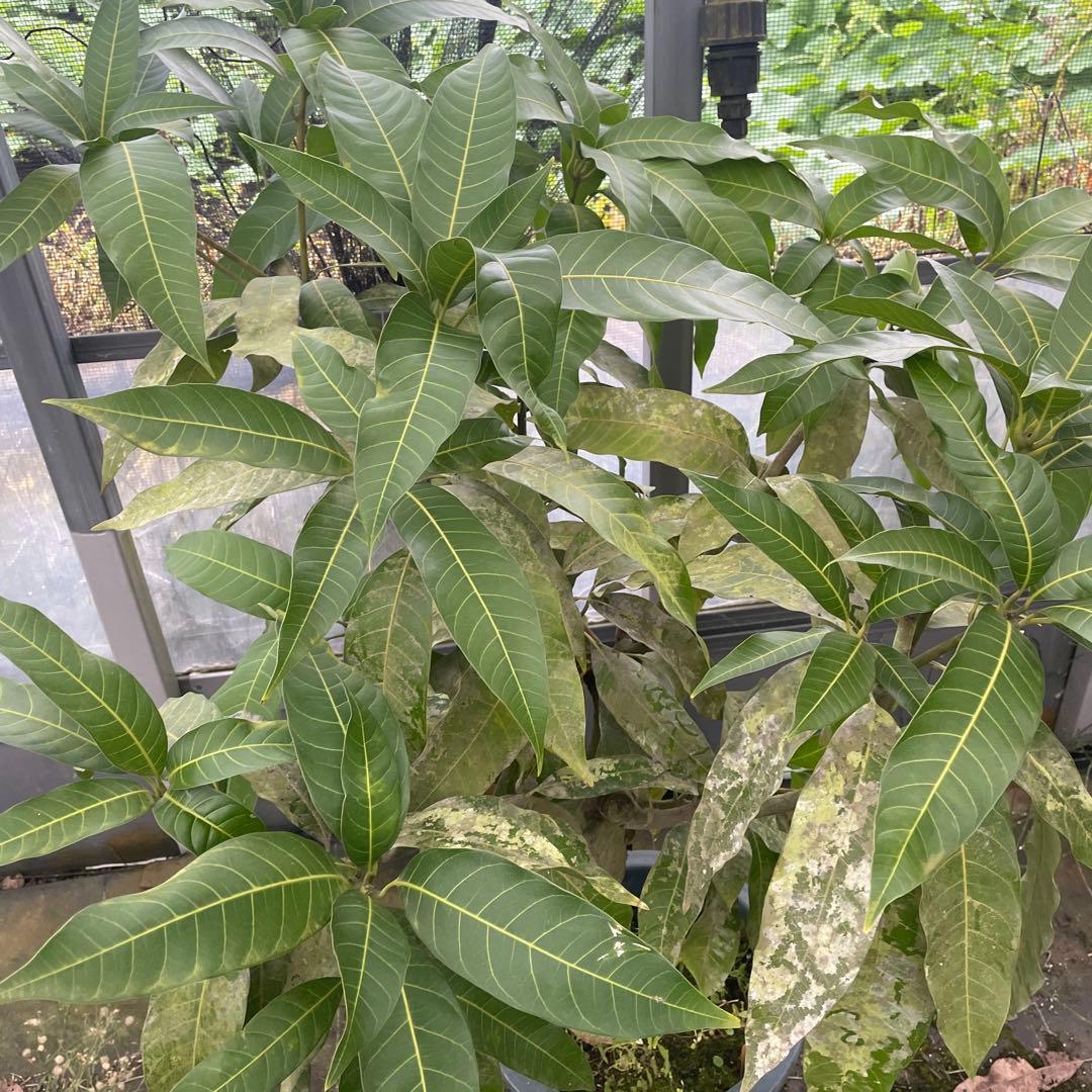 マンゴー苗　品種　リリー　10号 特大