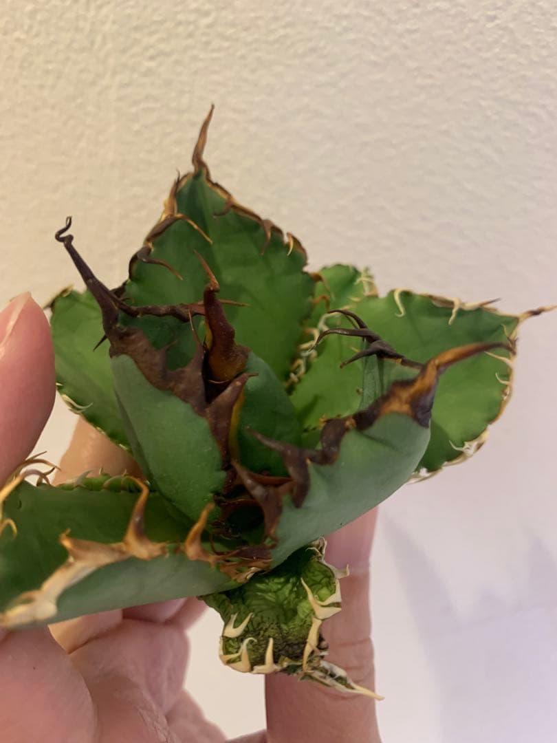 【goodtaniku】Gt オアハカ実生