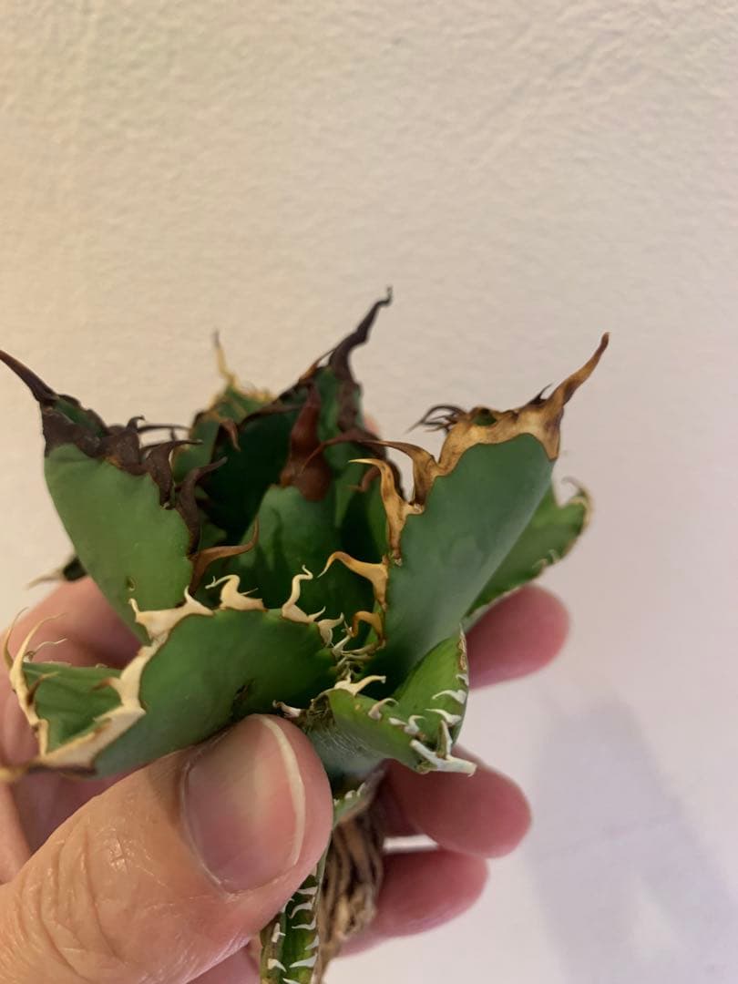 【goodtaniku】Gt オアハカ実生