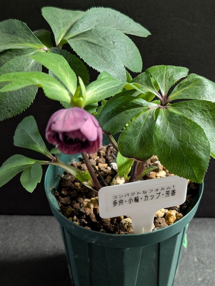 872★クリマスローズ：加藤農園【リバースピコティ】開花株