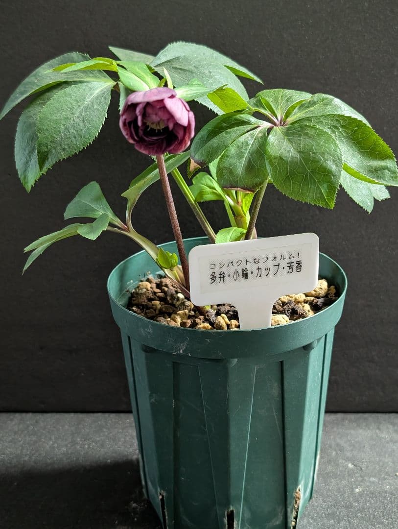 872★クリマスローズ：加藤農園【リバースピコティ】開花株