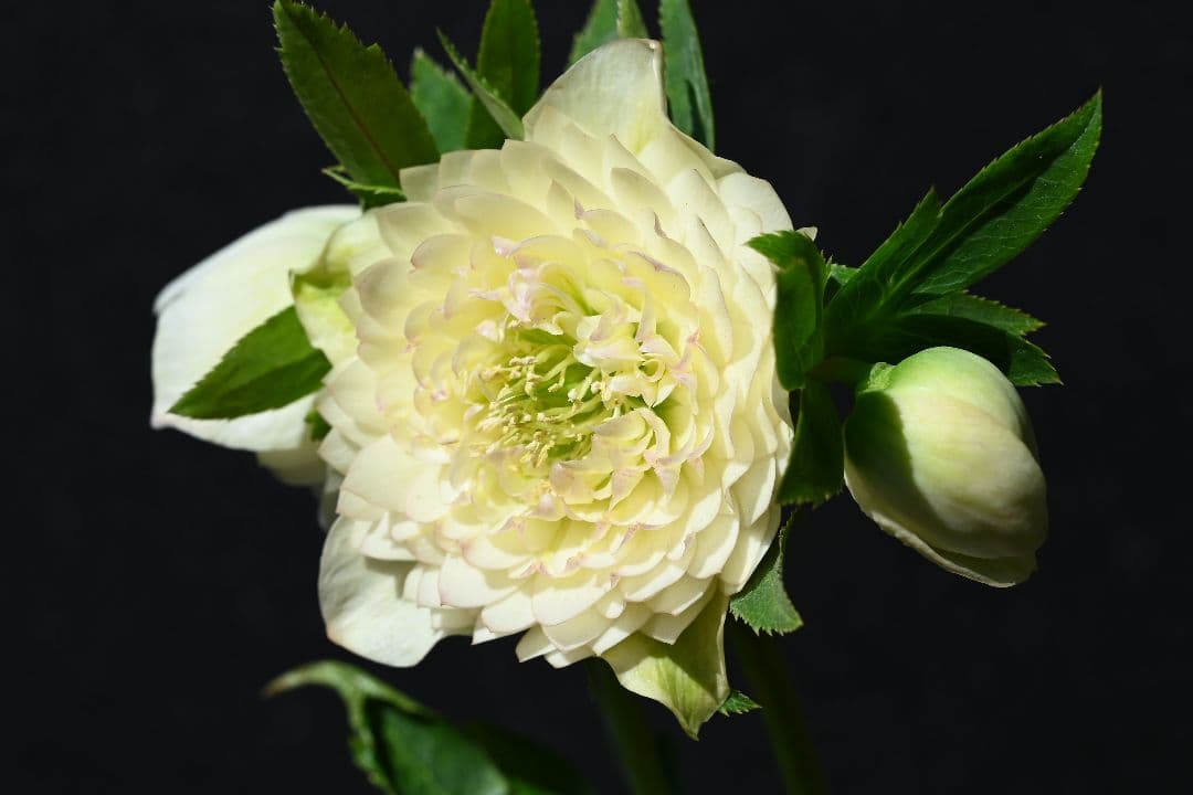 クリスマスローズ　上物！認定ホワイトアフロディーテ　加藤農園