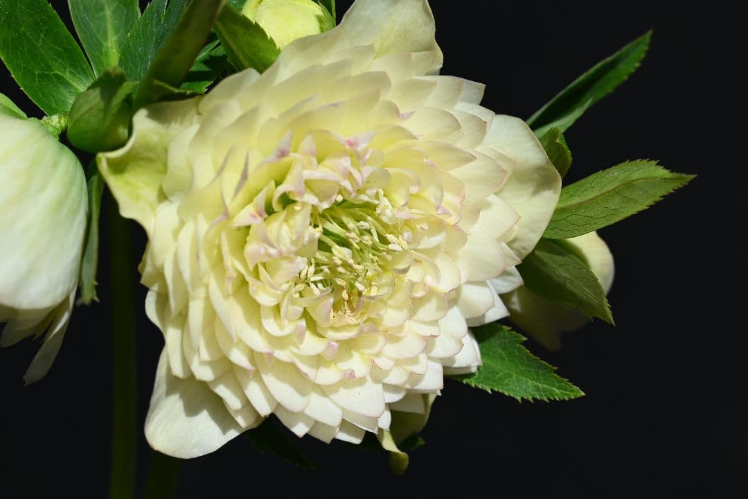 クリスマスローズ　上物！認定ホワイトアフロディーテ　加藤農園