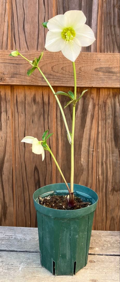 marge様ご検討用