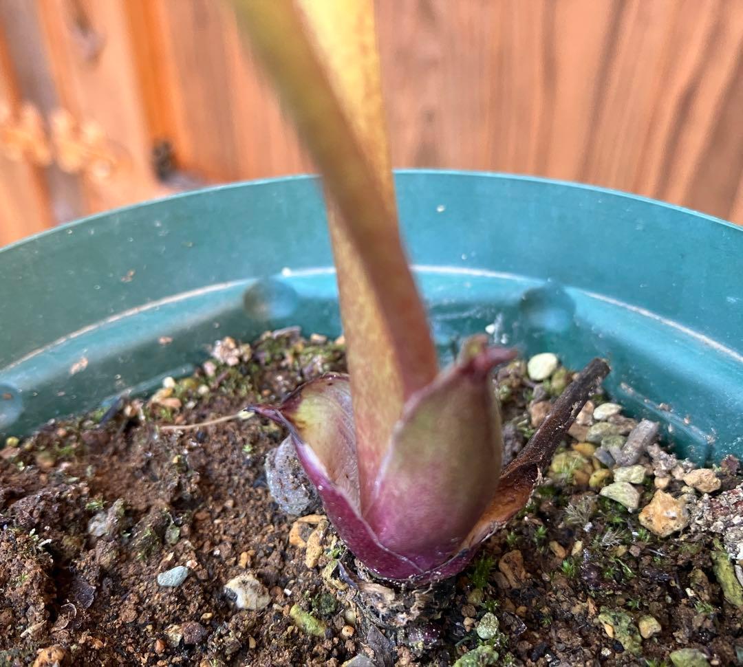 marge様ご検討用