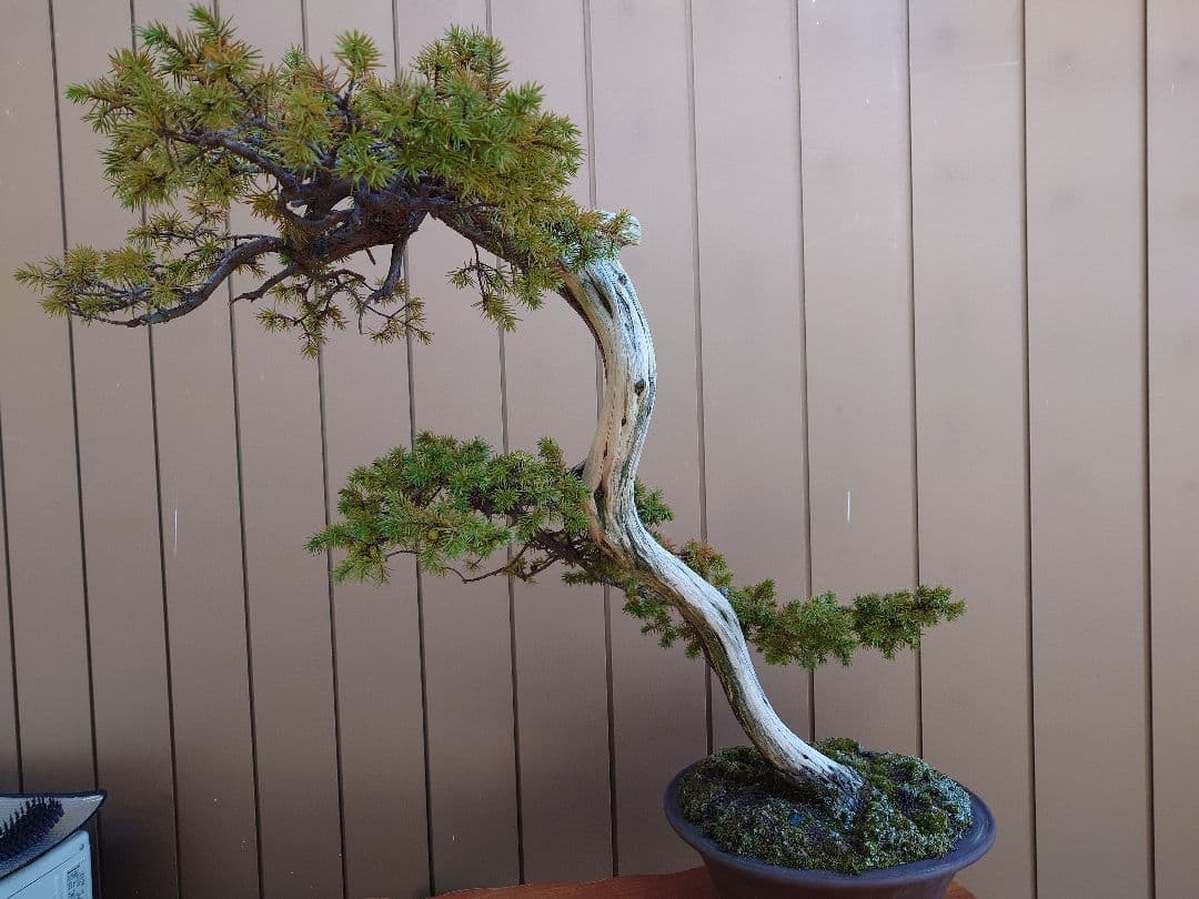 ※引取限定※　盆栽　杜松