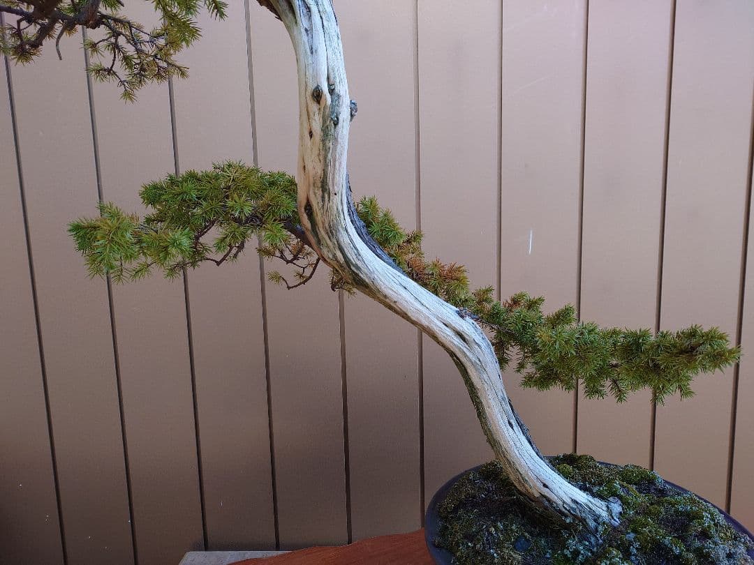 ※引取限定※　盆栽　杜松