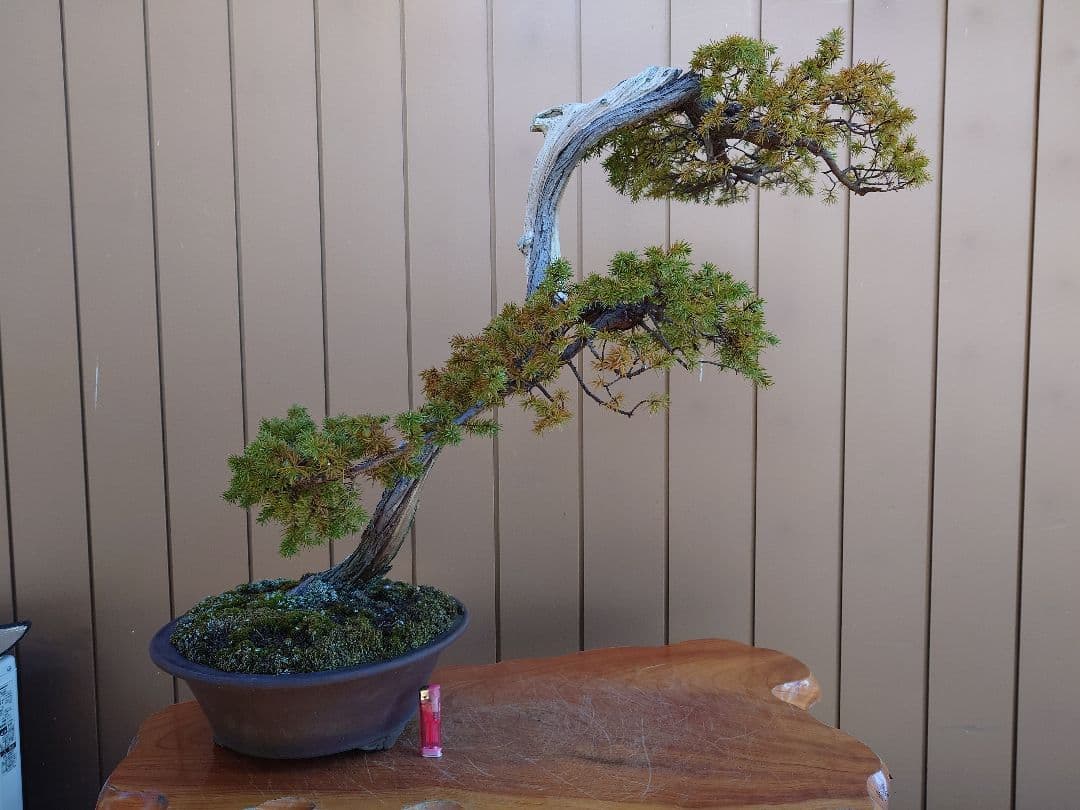 ※引取限定※　盆栽　杜松
