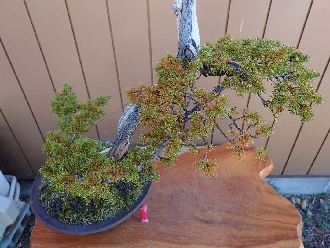 ※引取限定※　盆栽　杜松