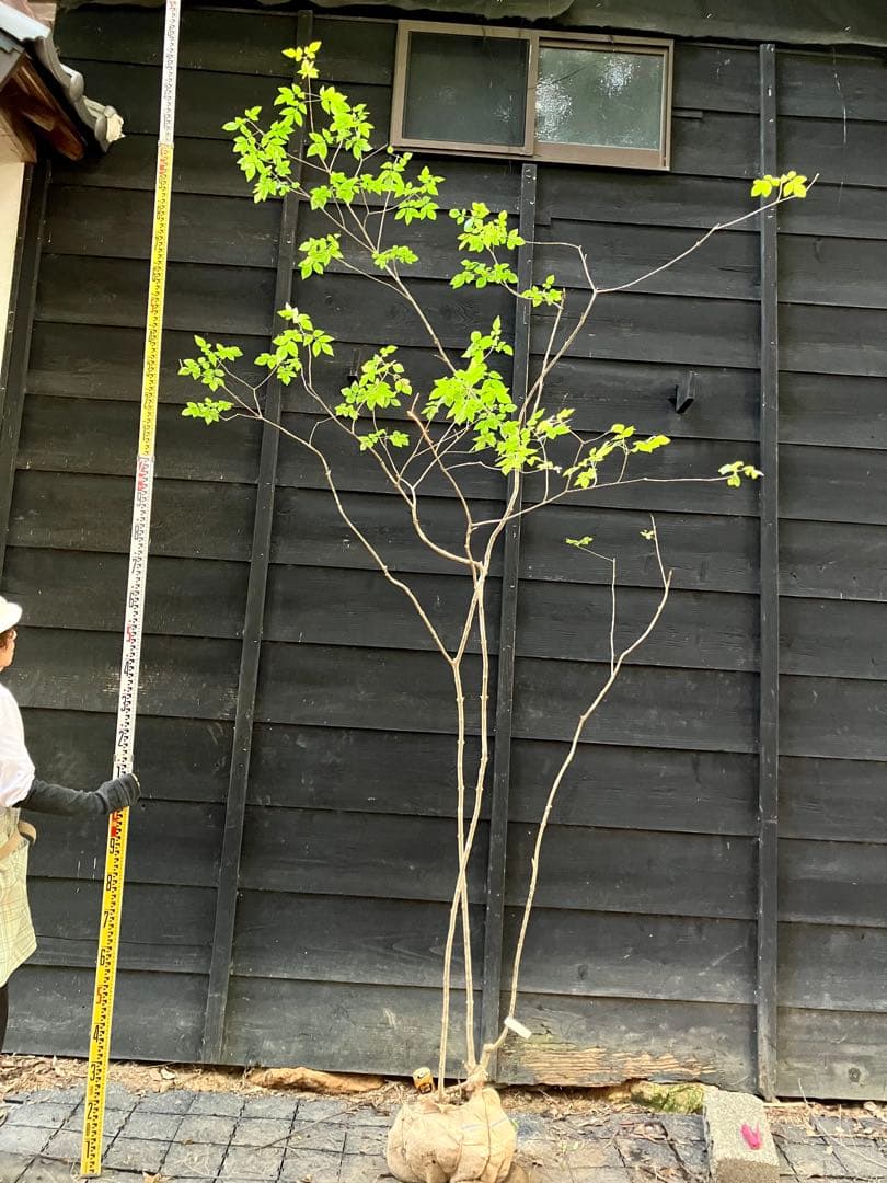 3 山採り　アオダモ