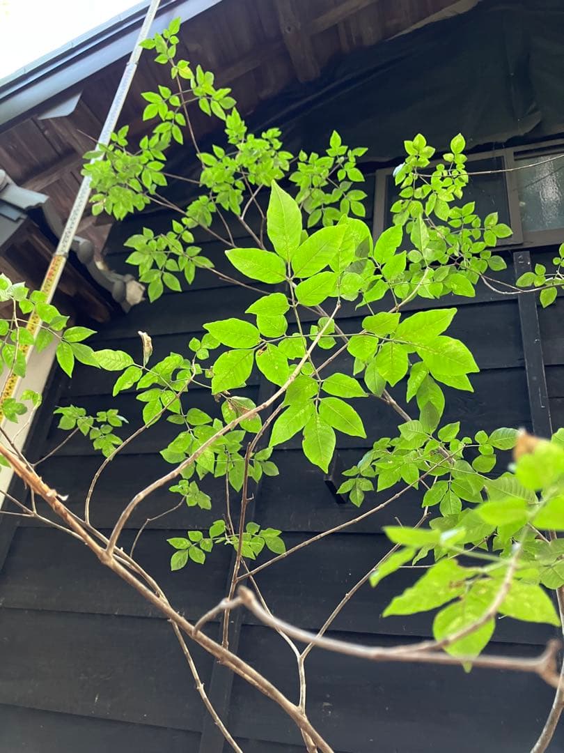 3 山採り　アオダモ