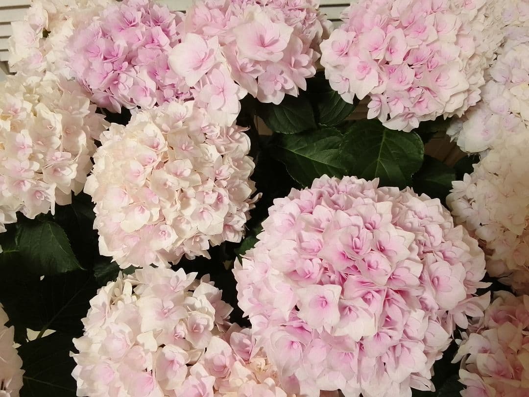 ■新品種■ポージィブーケエリー アジサイ 5号鉢■紫陽花 八重咲 てまり咲き