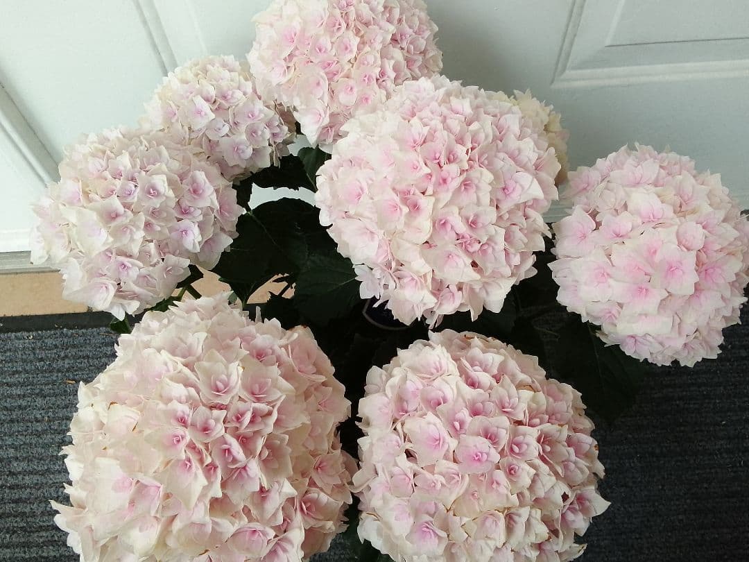 ■新品種■ポージィブーケエリー アジサイ 5号鉢■紫陽花 八重咲 てまり咲き