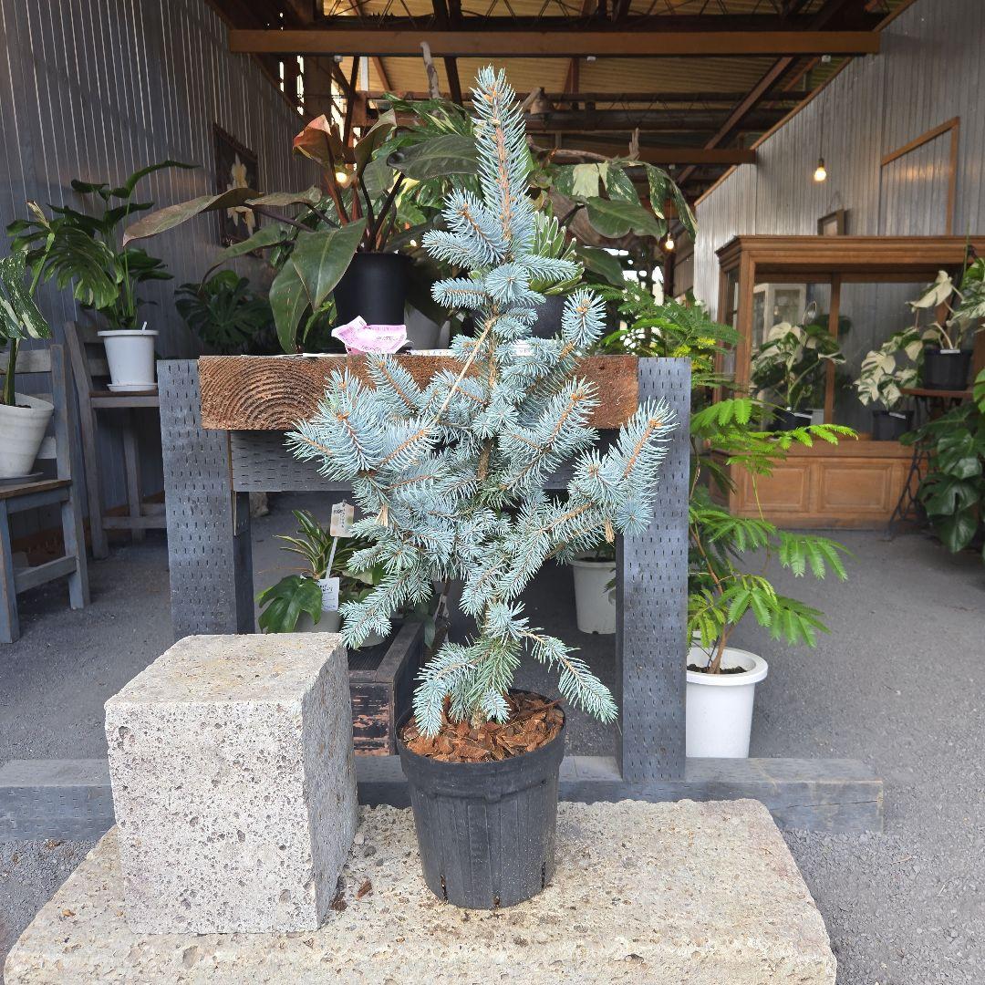 ⑪　ブンゲンス　トウヒ　ホプシー７号　最高等級極上品‼️