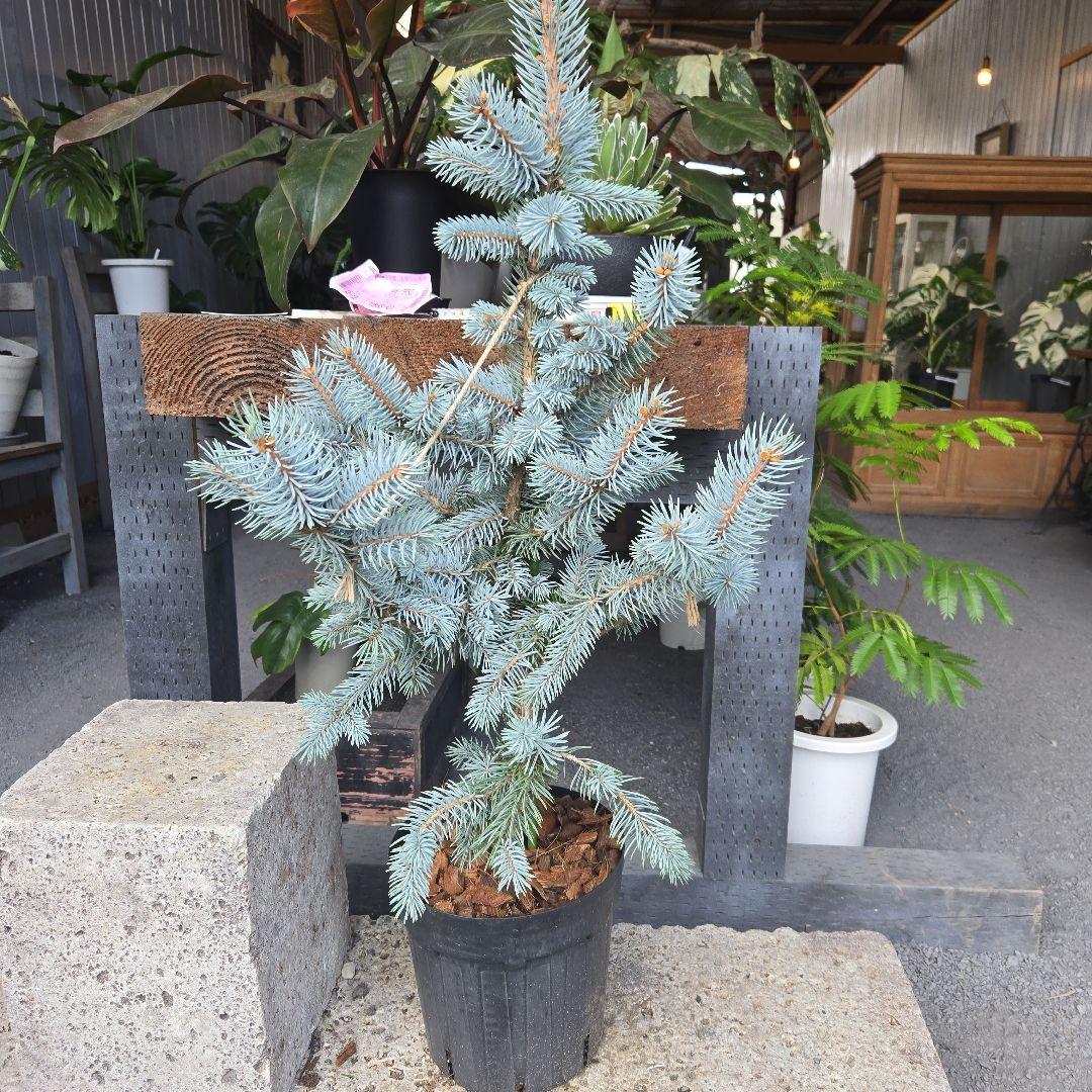 ⑪　ブンゲンス　トウヒ　ホプシー７号　最高等級極上品‼️