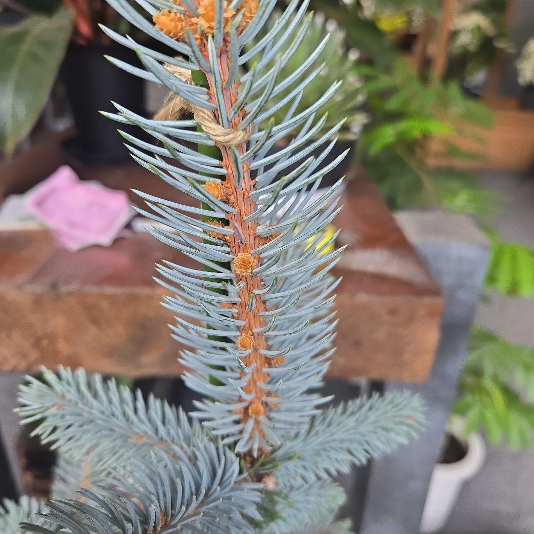 ⑪　ブンゲンス　トウヒ　ホプシー７号　最高等級極上品‼️