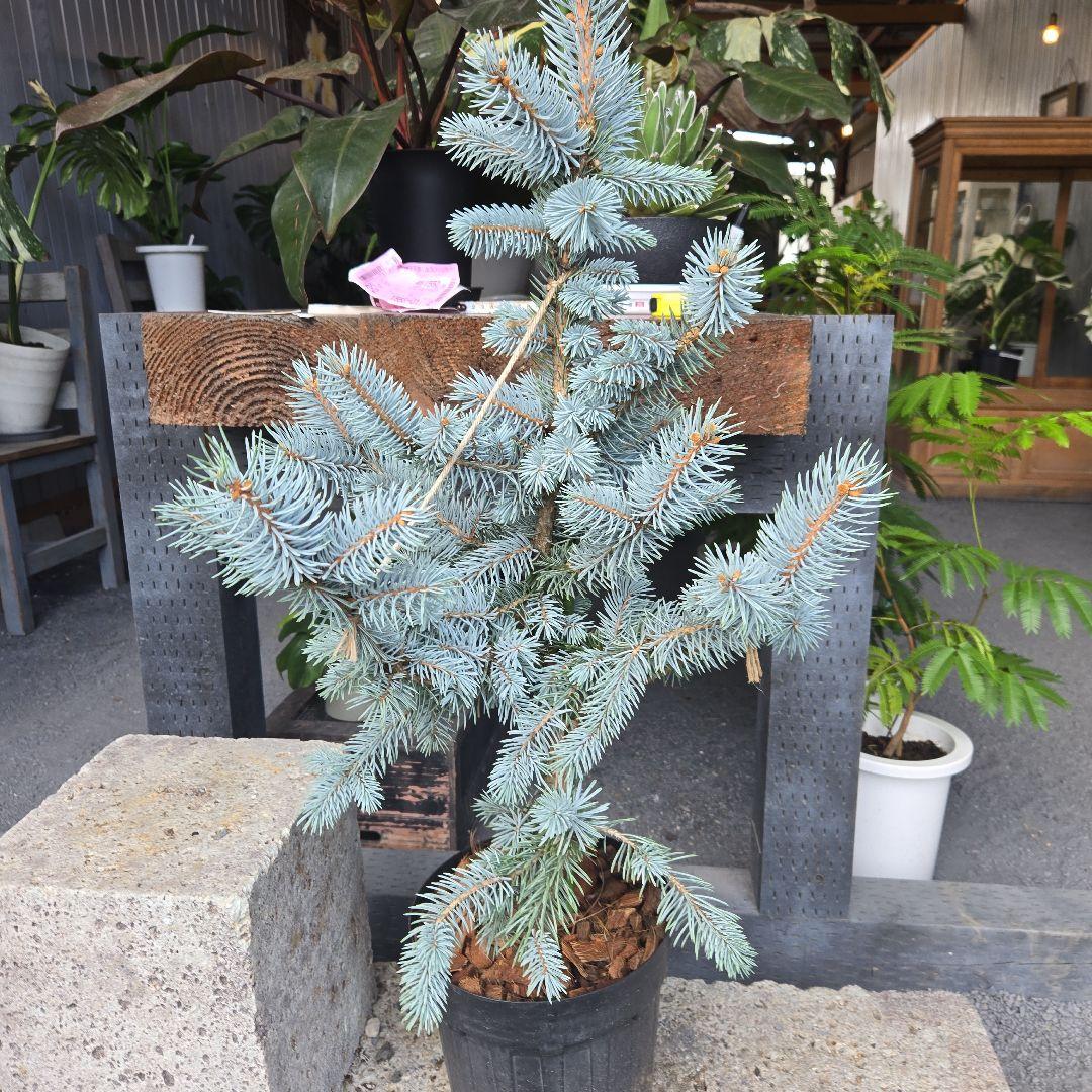 ⑪　ブンゲンス　トウヒ　ホプシー７号　最高等級極上品‼️